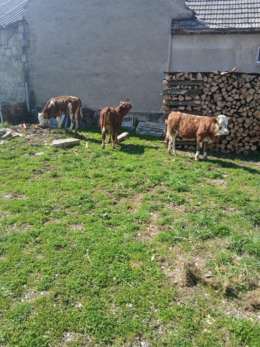 De vanzare vitele 7 luni!!!
