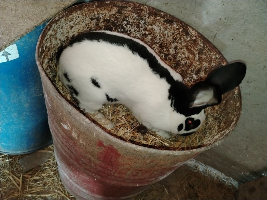 Mascul fluture german