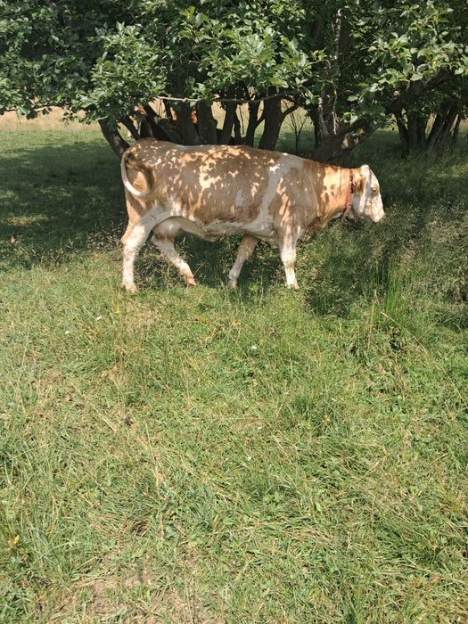 Vaca de vanzare!!