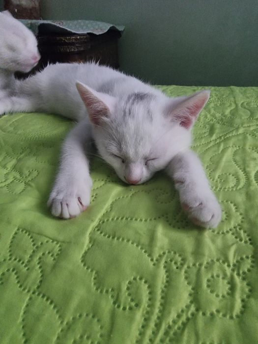 Очаровательная котёнка