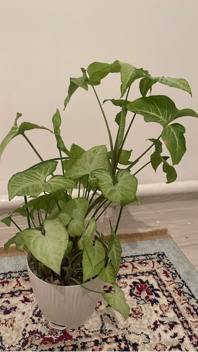 Уй гулдері сатылады