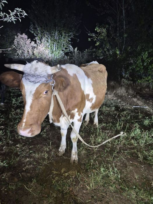 Sigir sotiladi smental