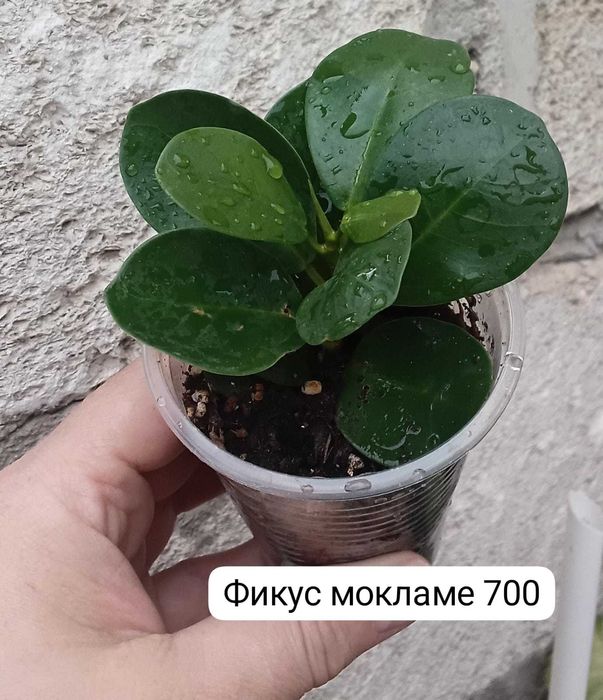 Продам отростки...