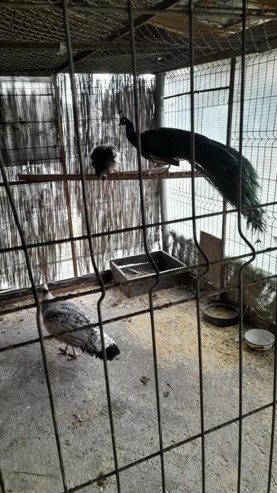 Găini cochinchina uriaș pe galben și paunii