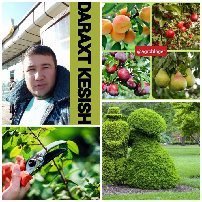 daraxt kesish malakali mevali daraxlarni xosilga tayorlash