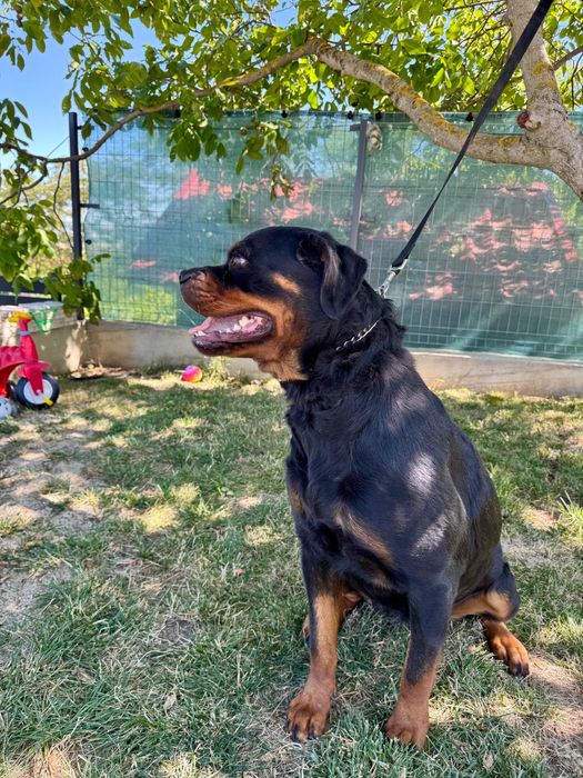 Femelă rottweiler ( Rotvailer )