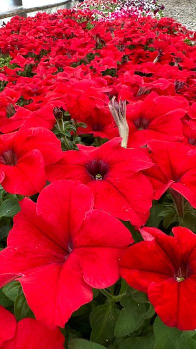 Петуния Тагетис бархатцы