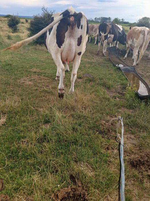 Vacă Holstein de vânzare