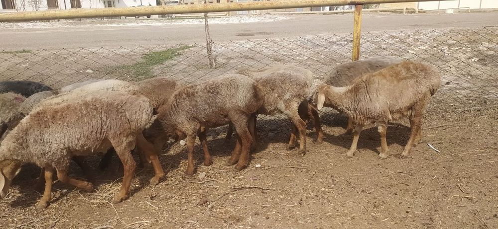 Сифатли арашан куйлари