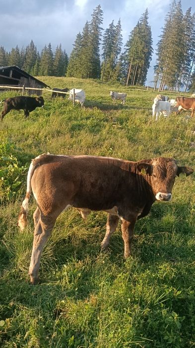 Vând viței bruni și bălțați