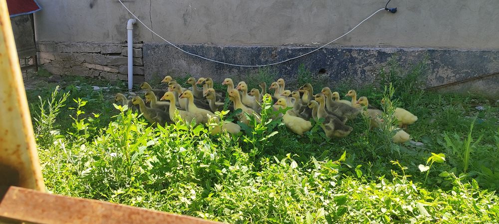 Гусят подброшенных продам