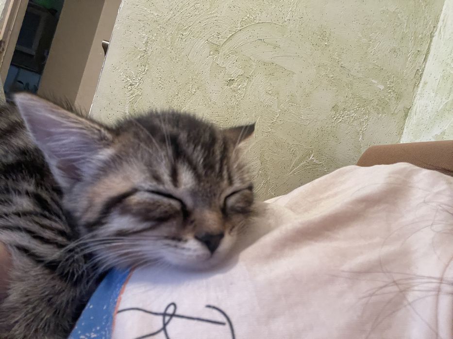 Отдам котёнка мальчик