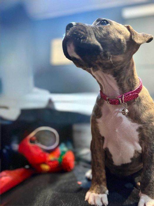 Pui American Staffordshire Terrier (Amstaff)