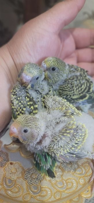 Продам валнистый папугай