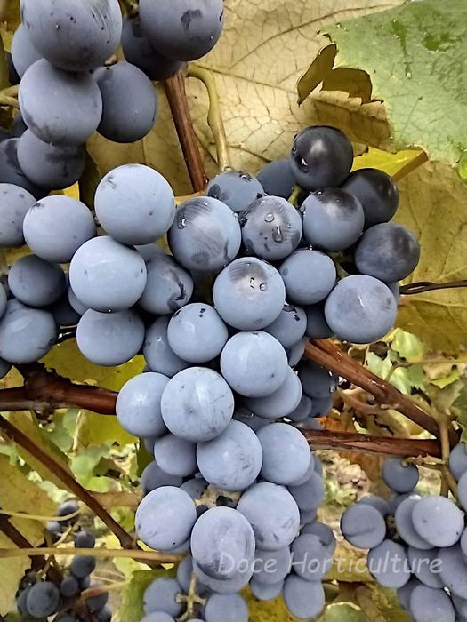 Căpșunică , Ananas , Fraga , hibrid