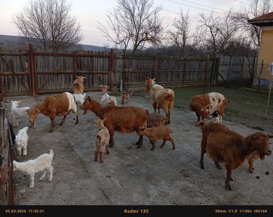 Vând capre cu iezi bune de lapte