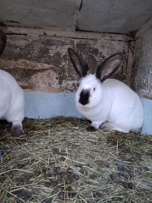 Uriaș de Transilvania