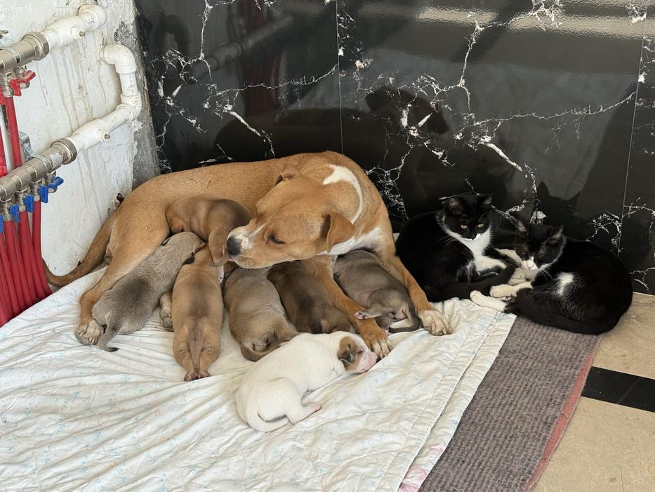 срочно нужна передержка собаке с щенятами