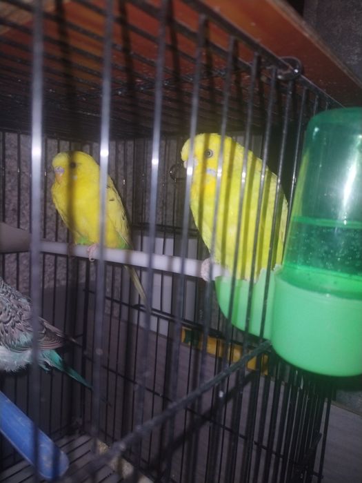 Продаются Волнистики