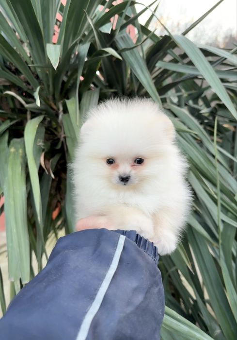 Померан мини момче със втора ваксина