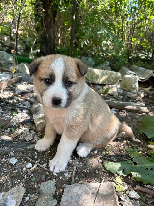 Pentru adoptie  responsabila 2 cateluse gasite pe camp langa Constanta