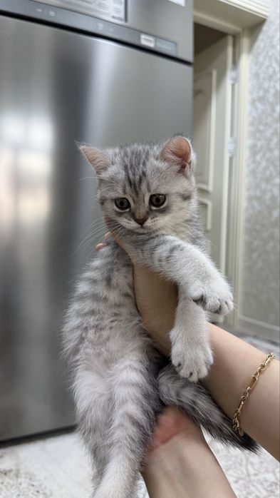 Скоттиш Страйт Девочка