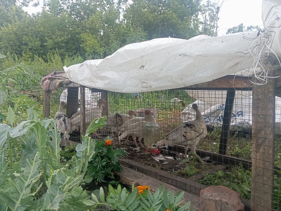Продам индюшат 3 месяца