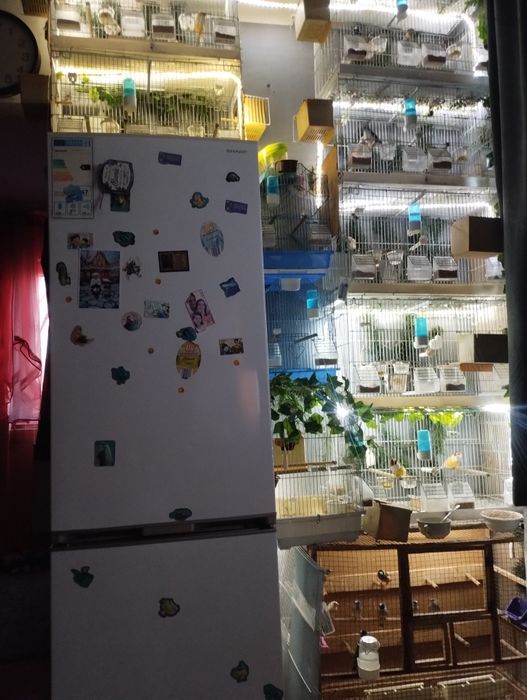 Guold amandine matur și pui