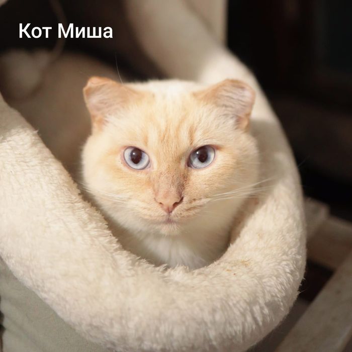 Кошки в добрые ручки