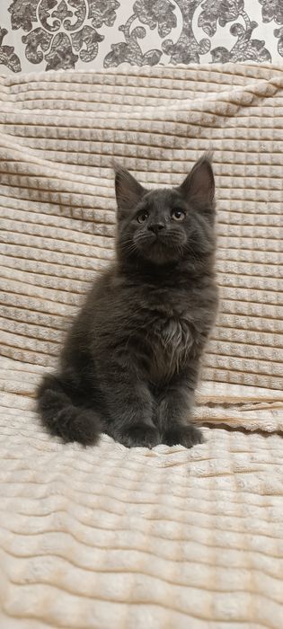 Котята мейнкун. Документы.