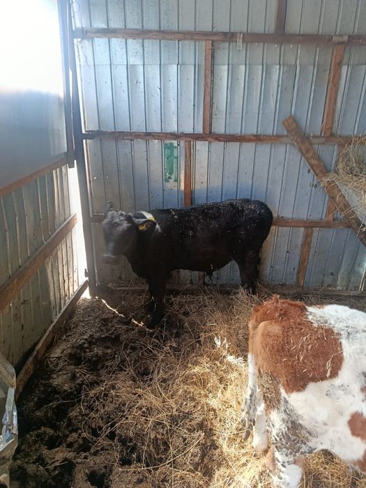 Vând vițelele sugare și un tăuraș intarcat