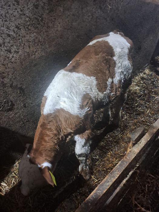 Vând vițel bălțat