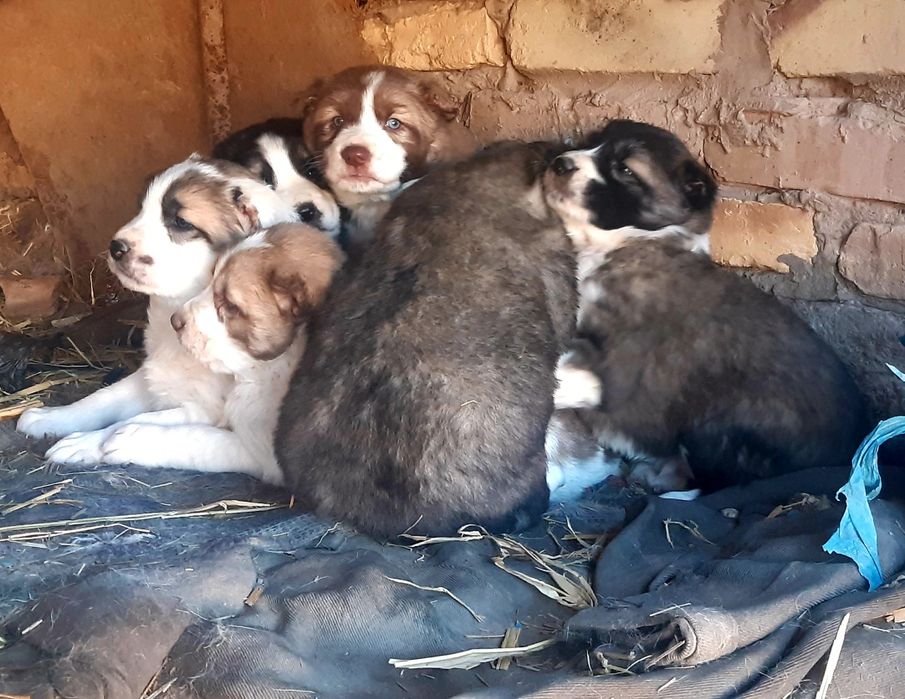 Чўпон кучуклар сотилади