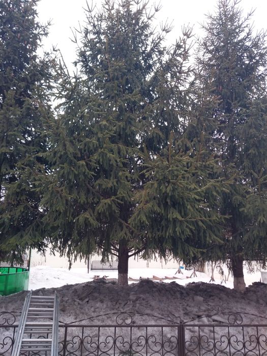 Продал ели для благоустройства