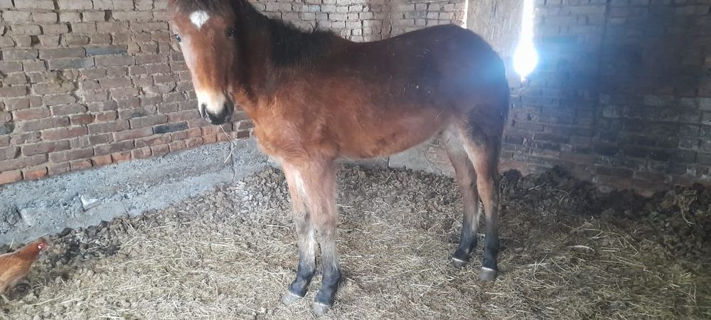 Тай еркек сатылат 3 бас