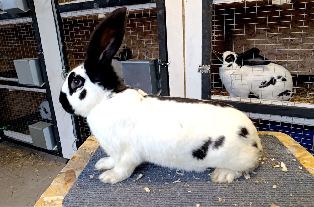 Iepuri fluture german