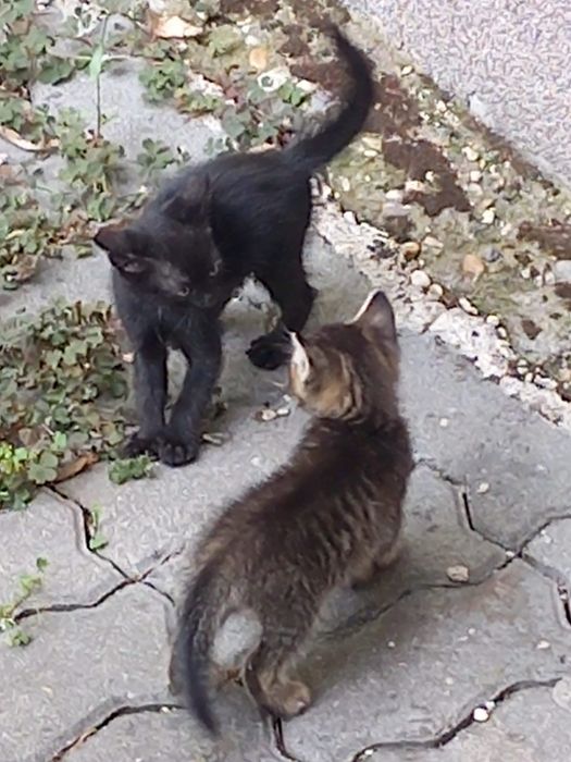 Donez pui de pisică