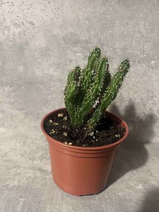 Продам комнатные цветы.