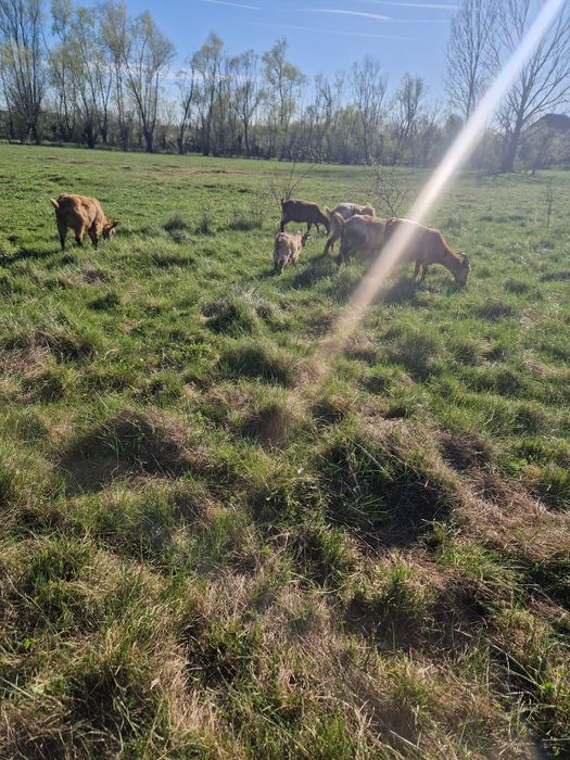 Vand 4 noatine urgent