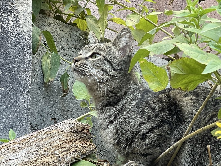 Отдам кота в добрые руки