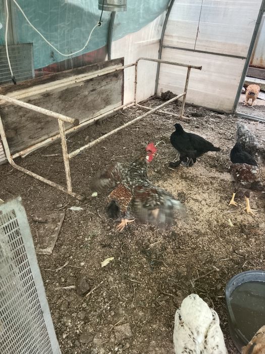 Продам продам Петушков