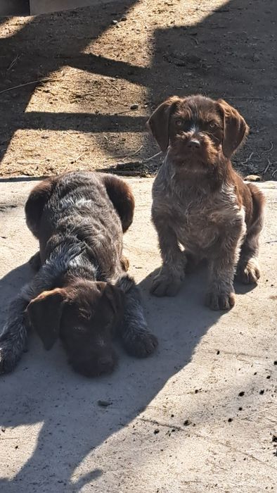 Щенки дойч дратхаар
