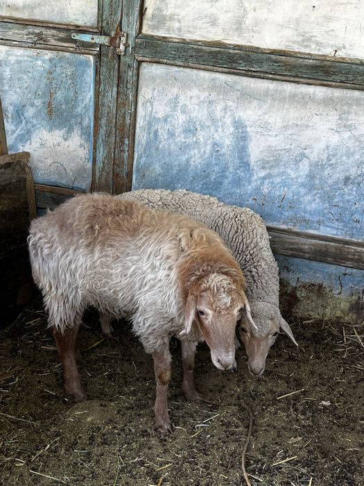 Продам двух баранов