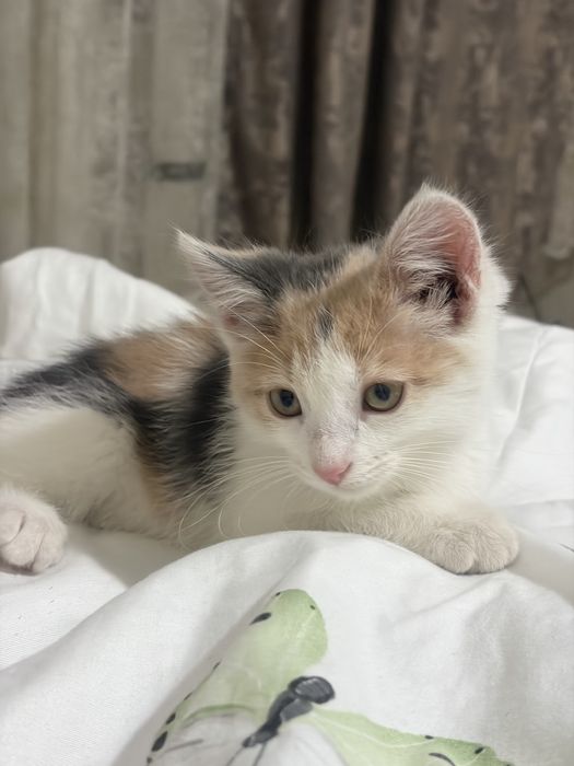 Кошка,котенок в добрые руки !