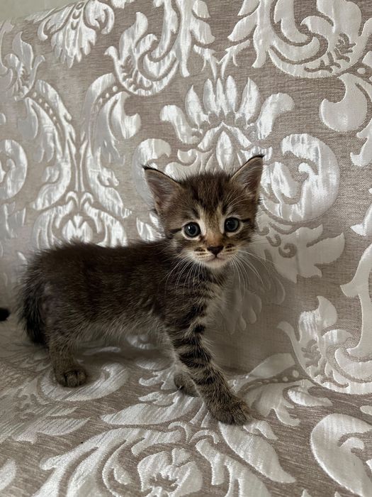 Отдам котят бесплатно