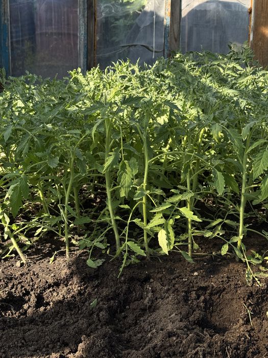 Продам рассаду помидор, огурцов, капусты