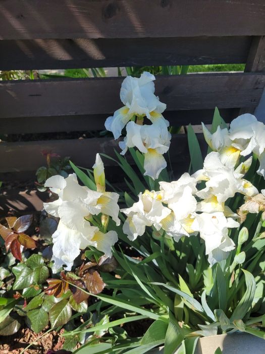 Bulbi iris alb și mov