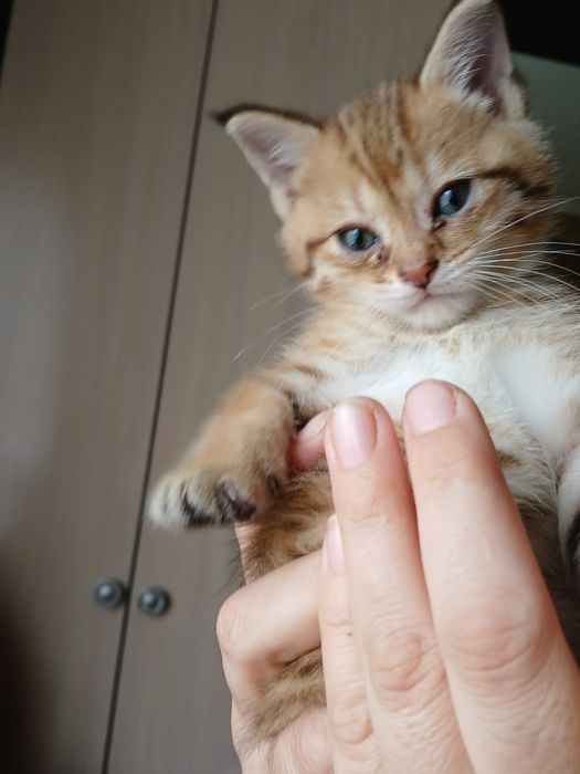 Отдам котенка в добрые руки