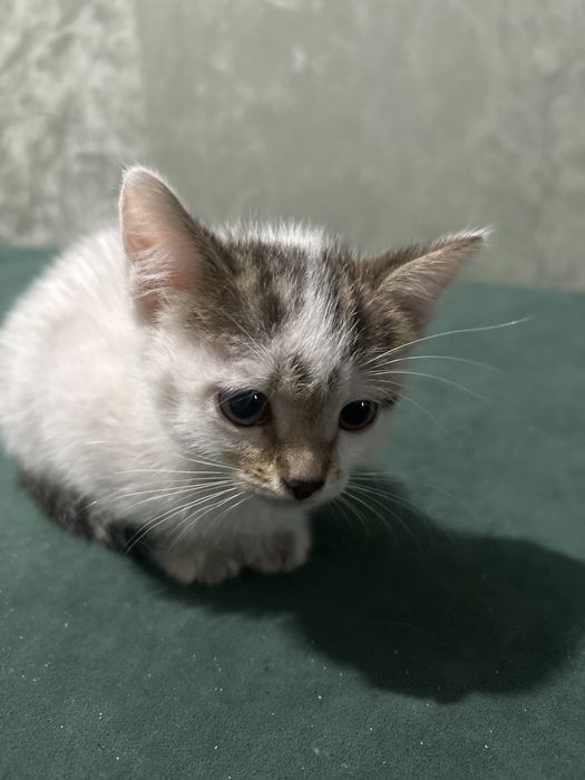 Отдам котят в хорошие руки