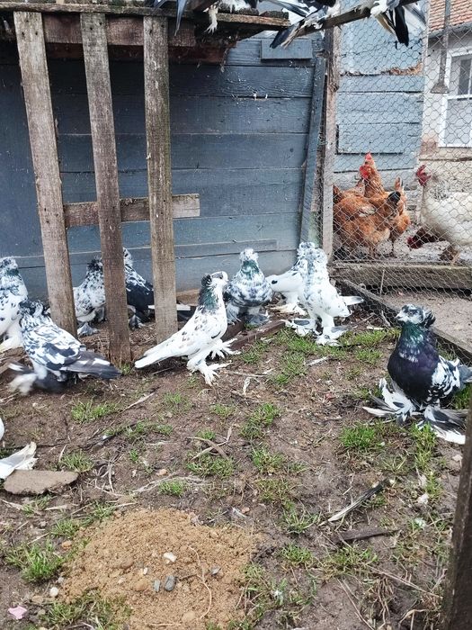 Porumbei uriași maghiari de vânzare